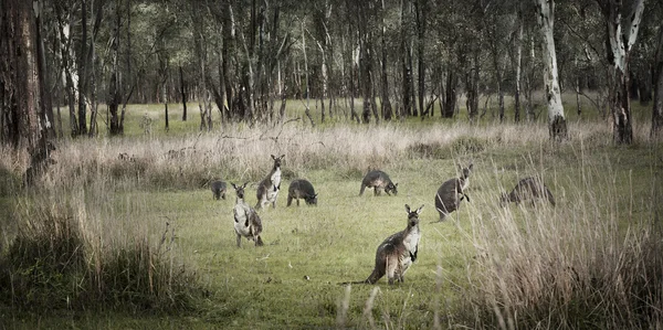 Arbusto australiano e cangurus — Fotografia de Stock