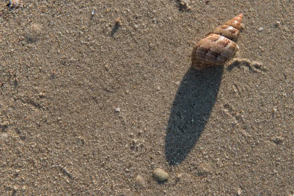 Sabah deniz kabuğu — Stok fotoğraf