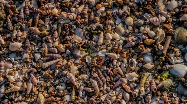 Conchas do mar — Fotografia de Stock