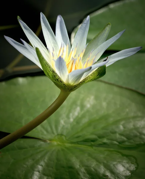 Amazon Waterlily — Stock Photo, Image