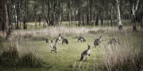 Arbusto australiano y canguros — Foto de Stock