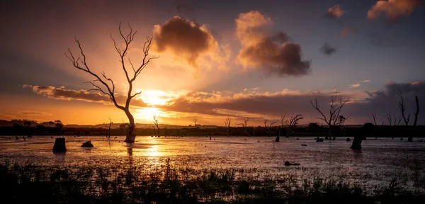 Puesta de sol en humedales — Foto de Stock