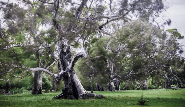 Παλιά δύσβατο δέντρο — Φωτογραφία Αρχείου