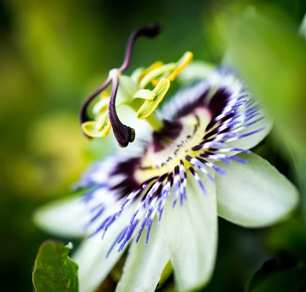 Flor de maracujá — Fotografia de Stock