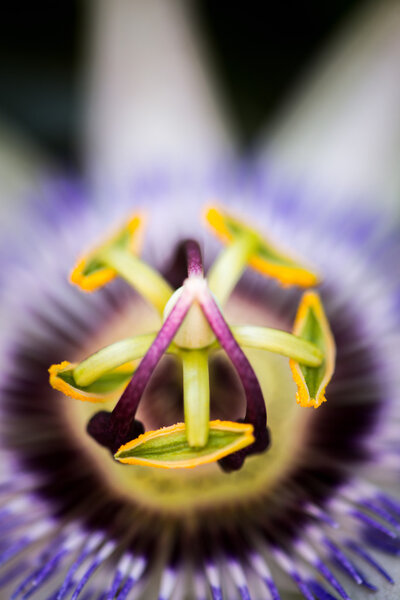 Passion Fruit Flower