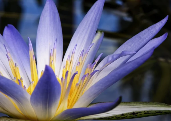 Amazon Water Lily — Stock Photo, Image