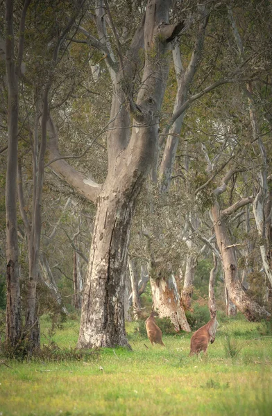 Wild kangoeroes in de bush — Stockfoto