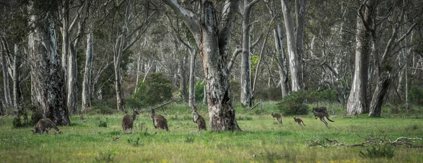 Wildkängurus im Busch — Stockfoto