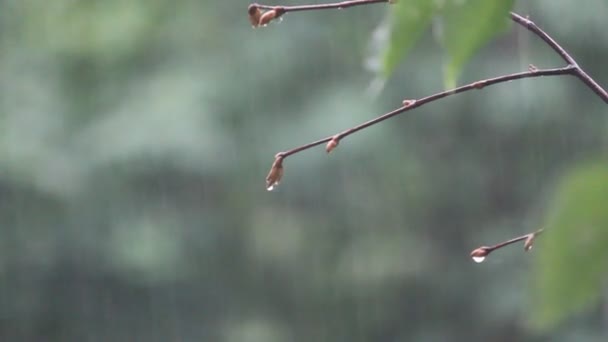 Träd och blad i regnig dag — Stockvideo