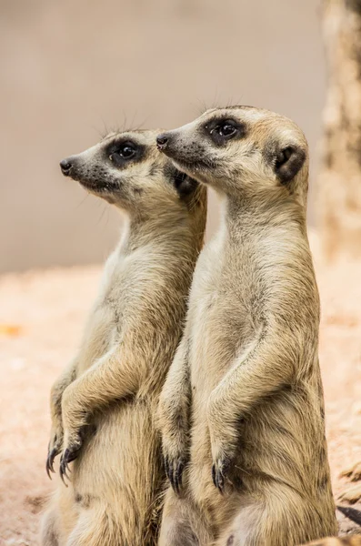 Meerkats looking forward in classic pose — Stock Photo, Image