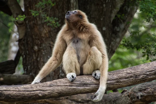 Monkey in wild nature shouting — Stock Photo, Image