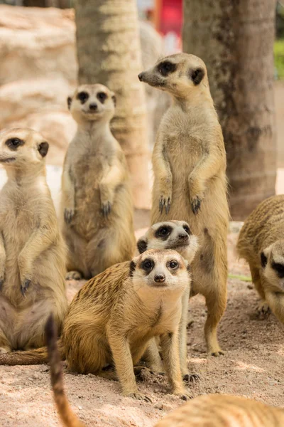 Meerkats in attesa in posa classica — Foto Stock