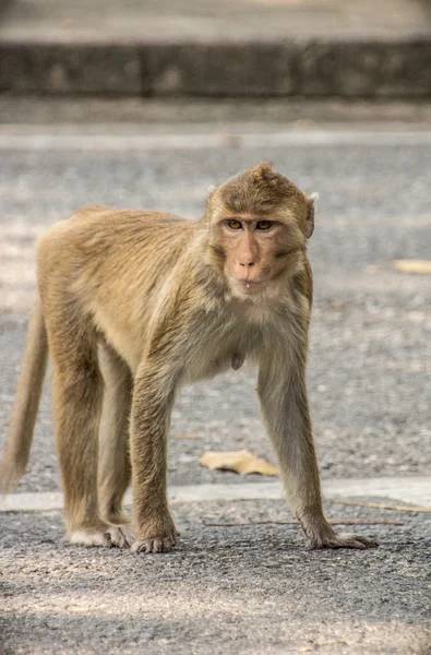 Monkey in wild nature — Stock Photo, Image