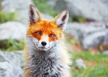 Red fox clipart