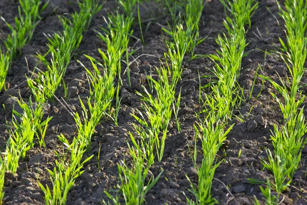 Sprouting grain — Stock Photo, Image