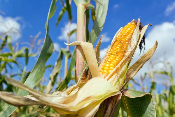 Corn on the Cob — Stock Photo, Image