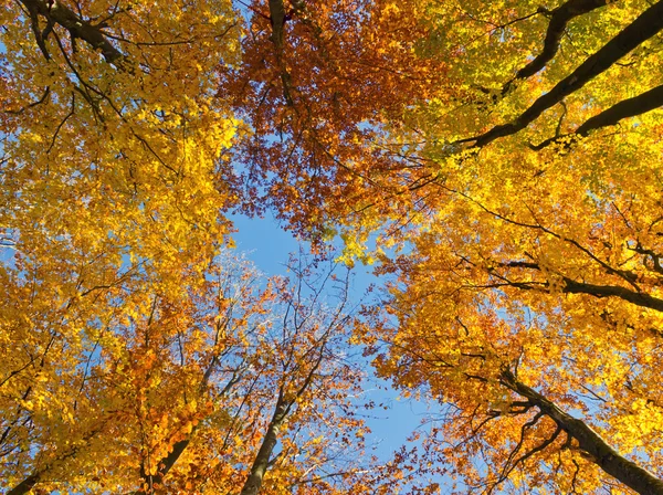 Autumnal forest — Stock Photo, Image