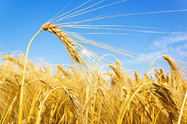 Золотая пшеница на зерновом поле — стоковое фото