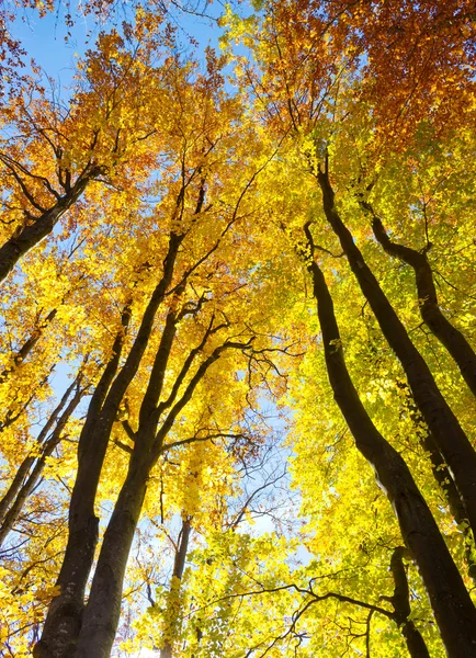 Autumnal trees — Stock Photo, Image