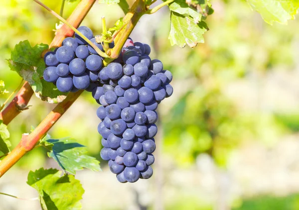 Grape bunch — Stock Photo, Image