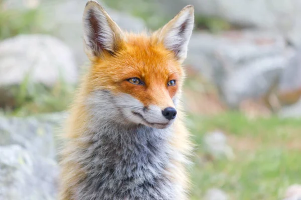 Portret Dziki Red Fox — Zdjęcie stockowe