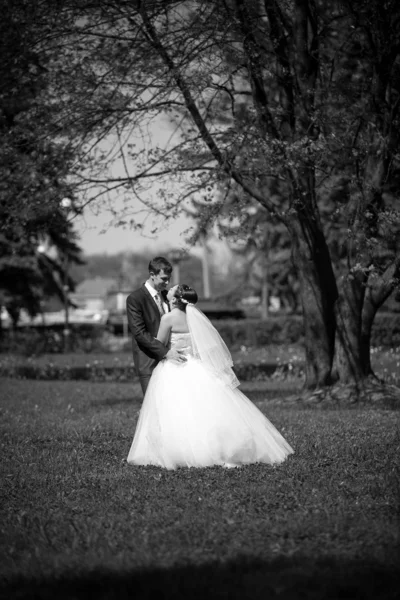 Married couple kissing under big oak — Stock Photo, Image