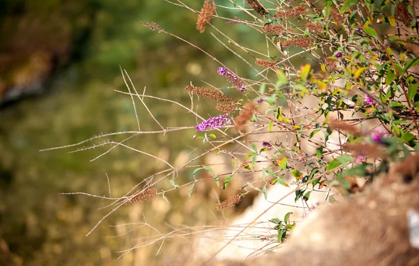 Lila blommor växer på kanten av klippa nära havet — Stockfoto