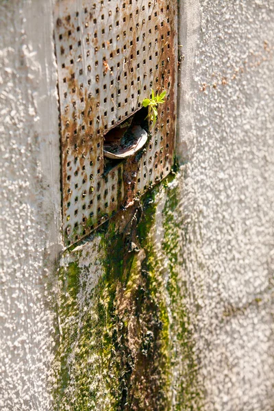 New plant making its way through water pipe — Stock Image New plant making its way through water pipe Stock Photo