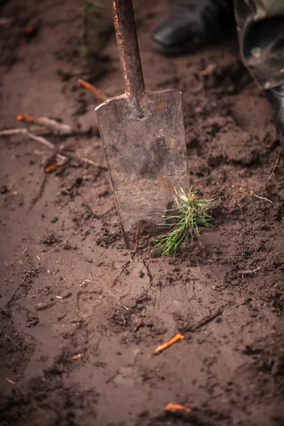 Photo of rusty shovel digging out small tree sprout — Stock Photo, Image