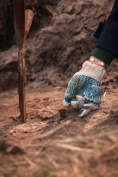 Manos en guantes plantando pequeños brotes de árboles en el suelo —  Fotos de Stock