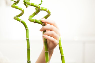 Bambu tutan genç güzel kadın el fotoğrafı