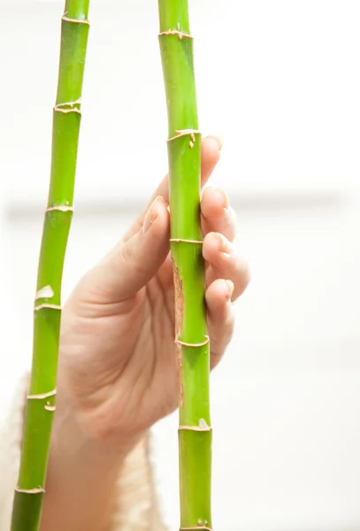 Foto av hand röra ömt unga bambu — Stockfoto