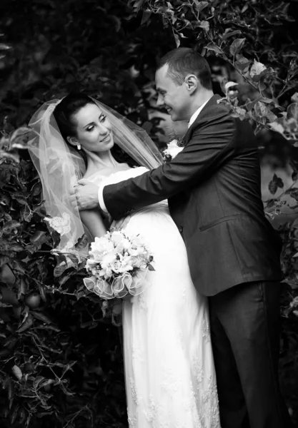 Wedding portrait of groom hugging bride and smiling at her — Stock Photo, Image