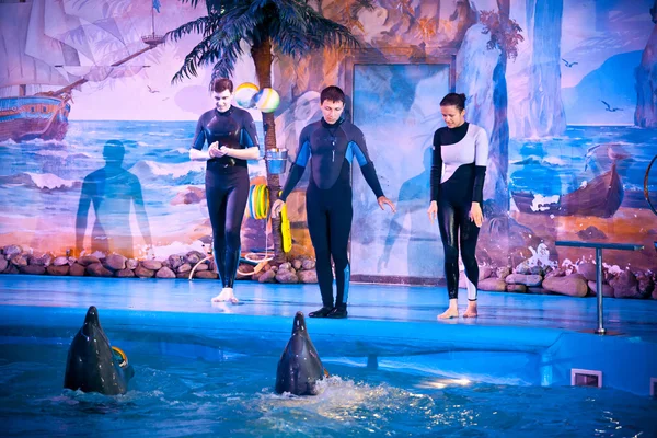 Молодые тренеры тренируют дельфинов в бассейне — стоковое фото