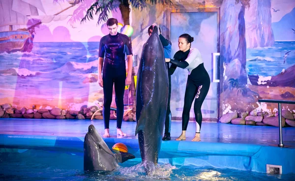 Kvinna leker med delfiner på Delfinarium — Stockfoto