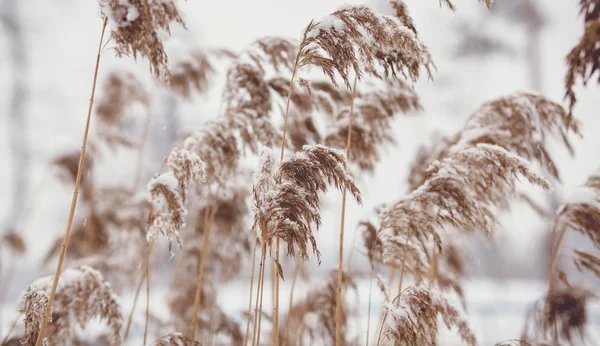 Photo of reed covered in snow — Stock Photo, Image