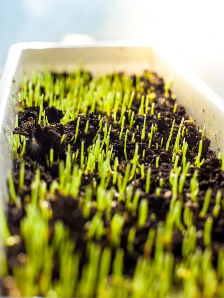 Sprouts growing in pot with turf at sunny day — Stock Photo, Image