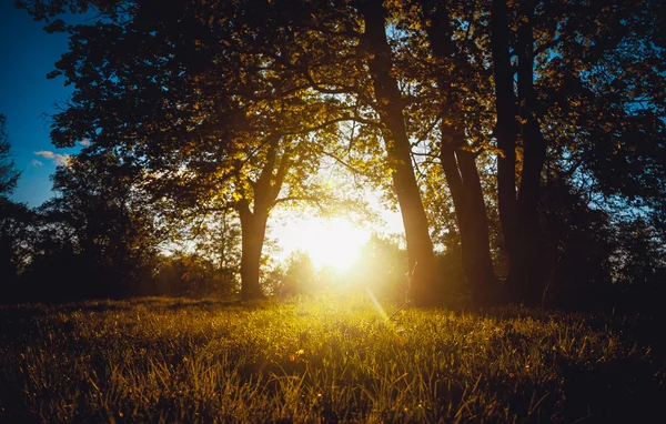 Evening sun shining through trees at forest — Stock Photo, Image