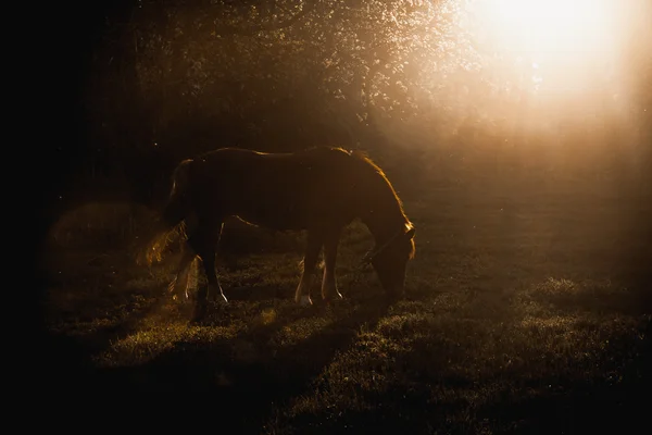Horse grazing on glade at evening sun rays — Stock Photo, Image