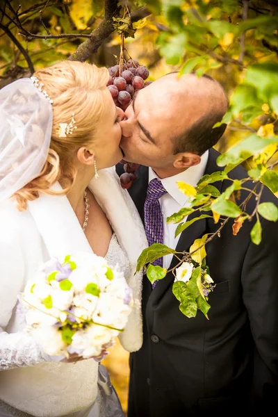 Casal recém-casado se beijando na vinha — Fotografia de Stock