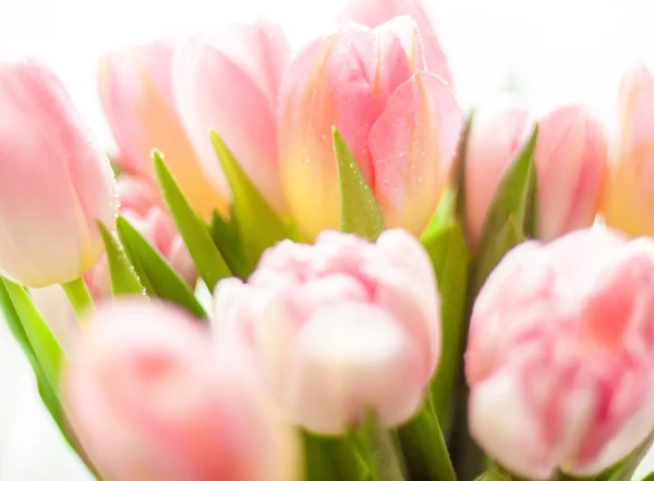 Shot of growing pink tulips — Stock Photo, Image