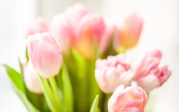 Blurred shot of fresh pink tulips — Stock Photo, Image