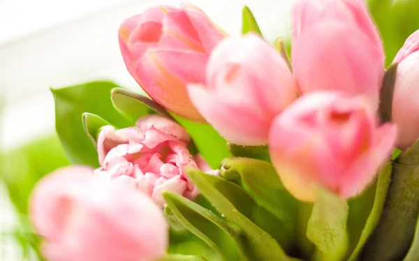 Closeup shot of bunch of pink tulips — Stock Photo, Image