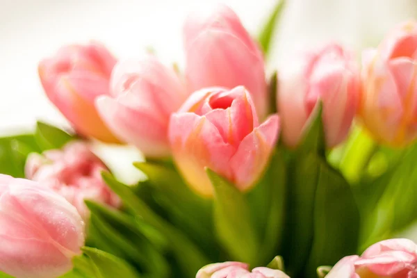 Photo of bunch of red tulips — Stock Photo, Image