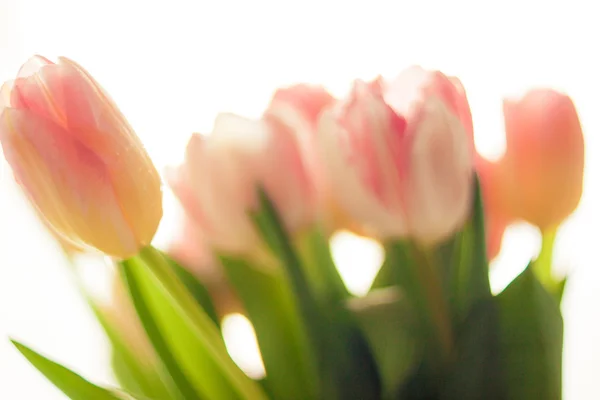 Blurred shot of pretty pink and red tulips — Stock Photo, Image