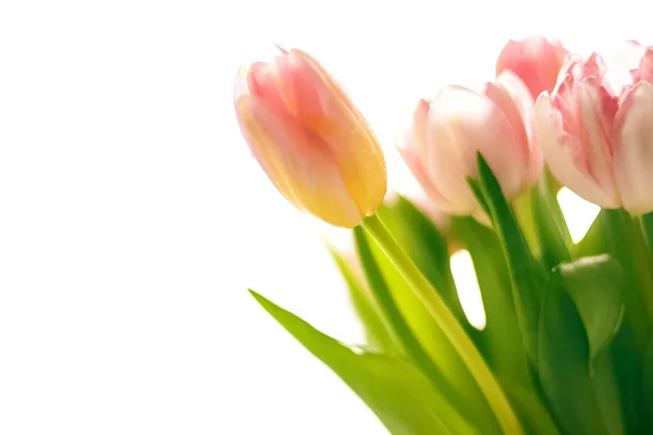 Photo of fresh blurred pink tulips — Stock Photo, Image