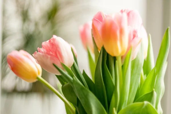 Shot of tulips standing against window at home — Stock Photo, Image