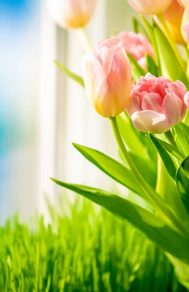 Shot of tulips on windowsill against blue sky — Stock Photo, Image