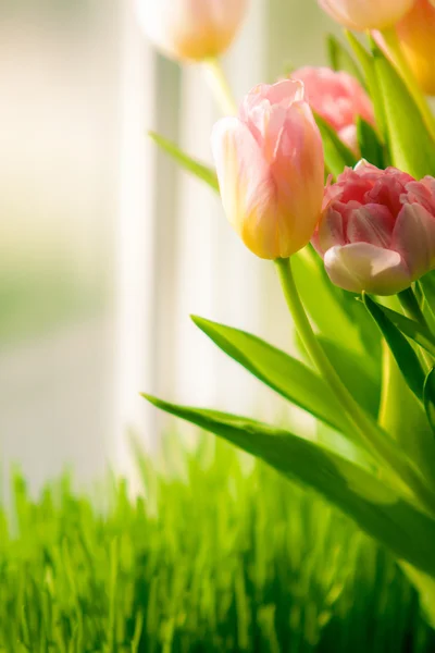 Shot of bunch of tulips standing on windowsill — Stock Photo, Image