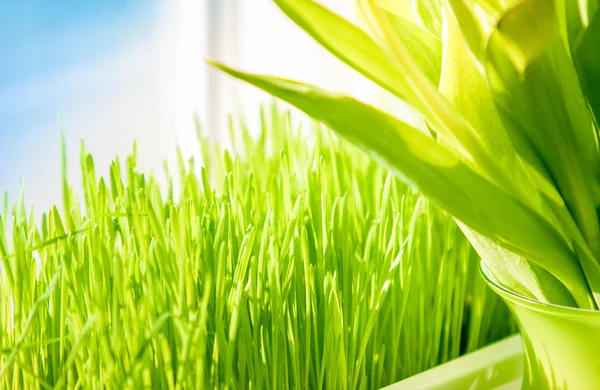 Schuss von grünem Gras wächst auf Fensterbank — Stockfoto